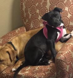 Lost Female Dog last seen Edgewater , Raleigh, NC 27610