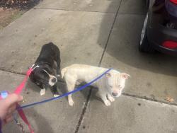Found/Stray Unknown Dog last seen Waylon Ave, Gastonia, NC 28054
