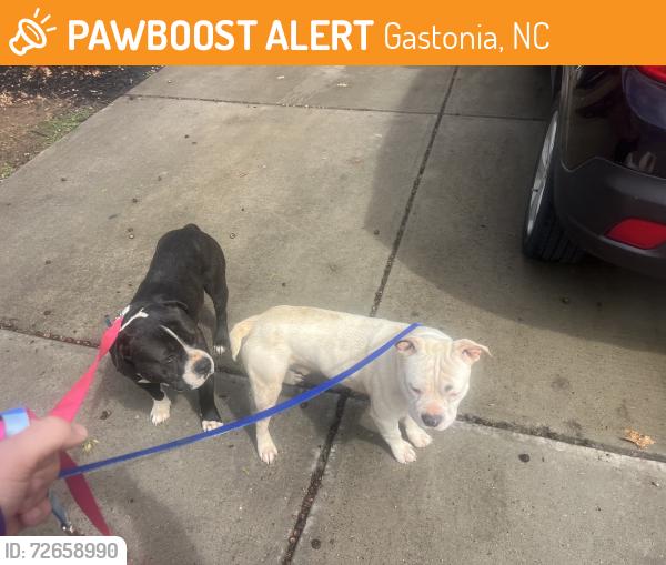 Found/Stray Unknown Dog last seen Waylon Ave, Gastonia, NC 28054