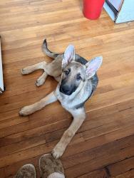 Lost Male Dog last seen Hillcrest Service Station, Ruther Glen, VA 22546
