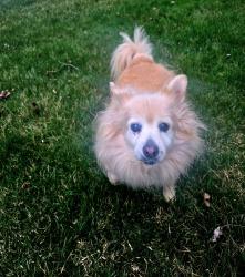Found/Stray Female Dog last seen Ember Lane & Jubilee, Kernersville, NC 27284