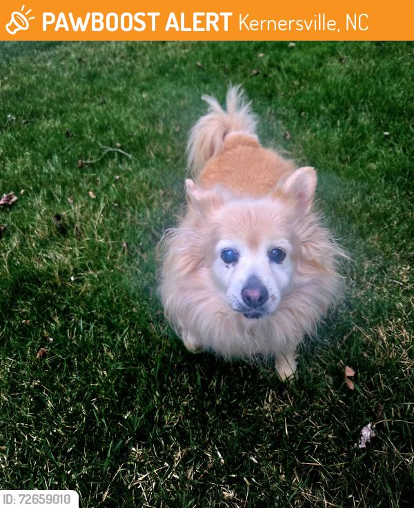 Found/Stray Female Dog last seen Ember Lane & Jubilee, Kernersville, NC 27284