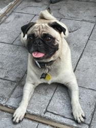 Found/Stray Male Dog last seen Lá rana dr , Houston, TX 77083