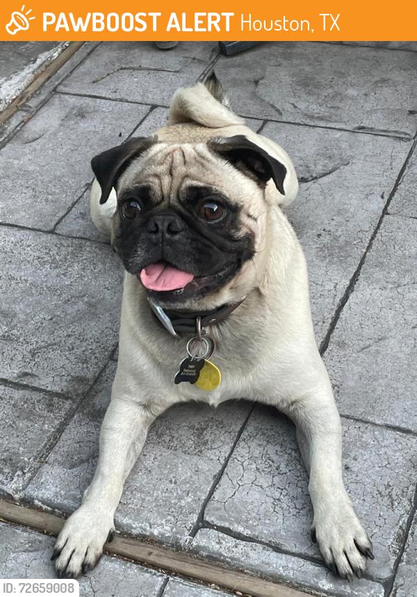 Found/Stray Male Dog last seen Lá rana dr , Houston, TX 77083