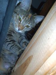 Lost Female Cat last seen Grand and 16th , Grover Beach, CA 93433