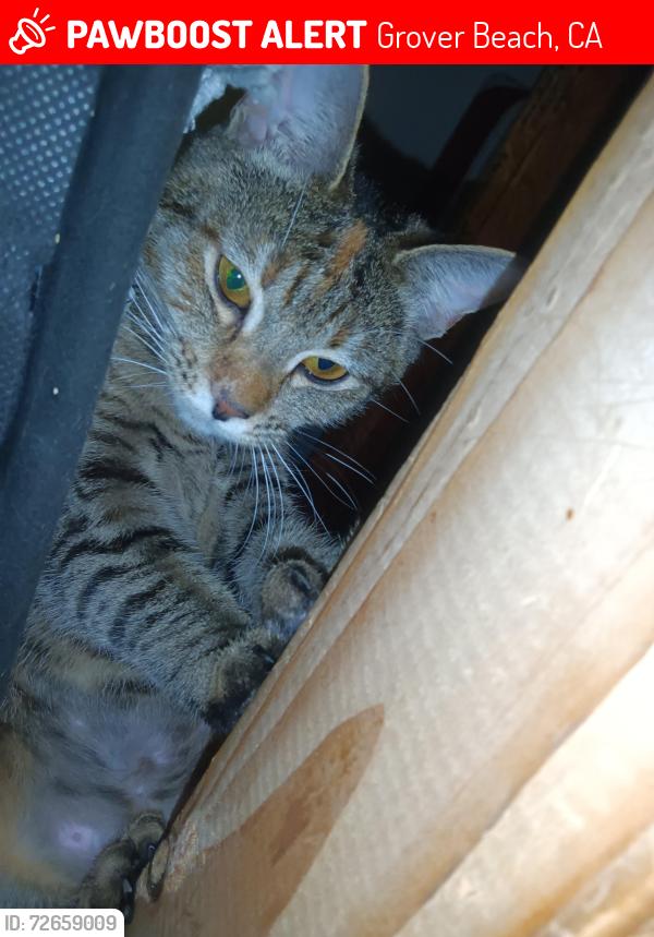 Lost Female Cat last seen Grand and 16th , Grover Beach, CA 93433