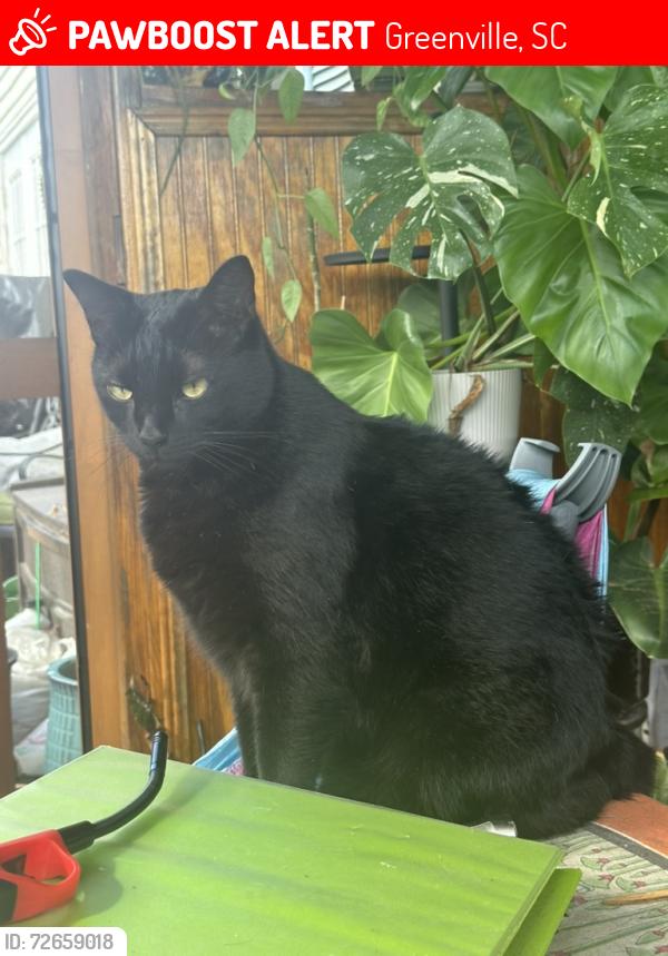 Lost Male Cat last seen Cherrylane Dr, Greenville, SC 29617