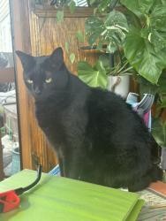 Lost Male Cat last seen Cherrylane Dr, Greenville, SC 29617