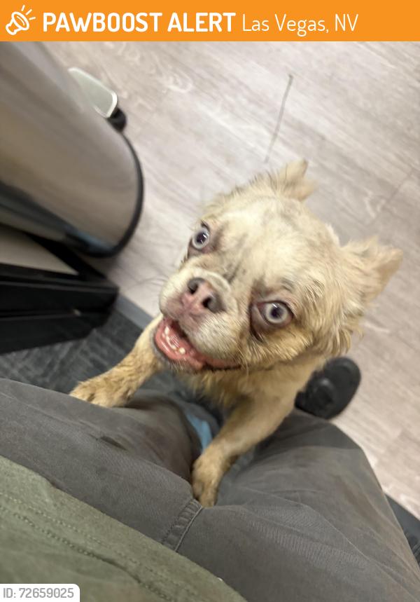 Found/Stray Unknown Dog last seen Near Dean Martin Dr Las Vegas, NV  89139 United States, Las Vegas, NV 89139