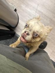 Found/Stray Unknown Dog last seen Near Dean Martin Dr Las Vegas, NV  89139 United States, Las Vegas, NV 89139