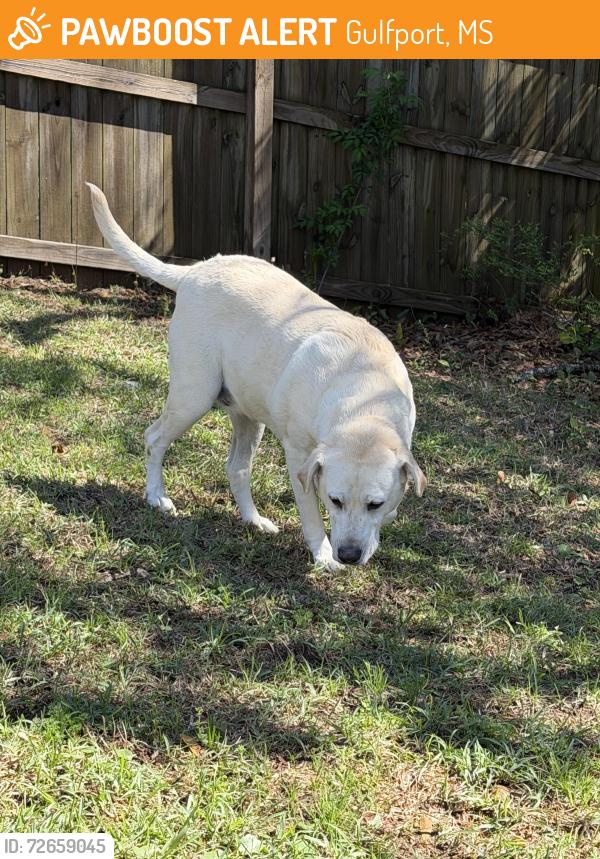 Found/Stray Female Dog last seen Loveless drive , Gulfport, MS 39503