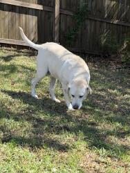 Found/Stray Female Dog last seen Loveless drive , Gulfport, MS 39503