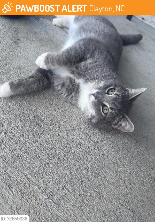 Found/Stray Male Cat last seen Parkview Neighborhood, Clayton, NC 27520