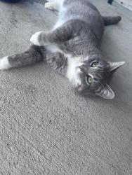 Found/Stray Male Cat last seen Parkview Neighborhood, Clayton, NC 27520