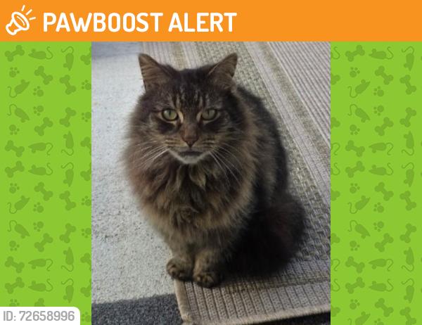 Found/Stray Female Cat last seen Dallas rd..Ridge rd /Poinsette Bridge way, Greenville County, SC 29607