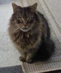 Found/Stray Female Cat last seen Dallas rd..Ridge rd /Poinsette Bridge way, Greenville County, SC 29607