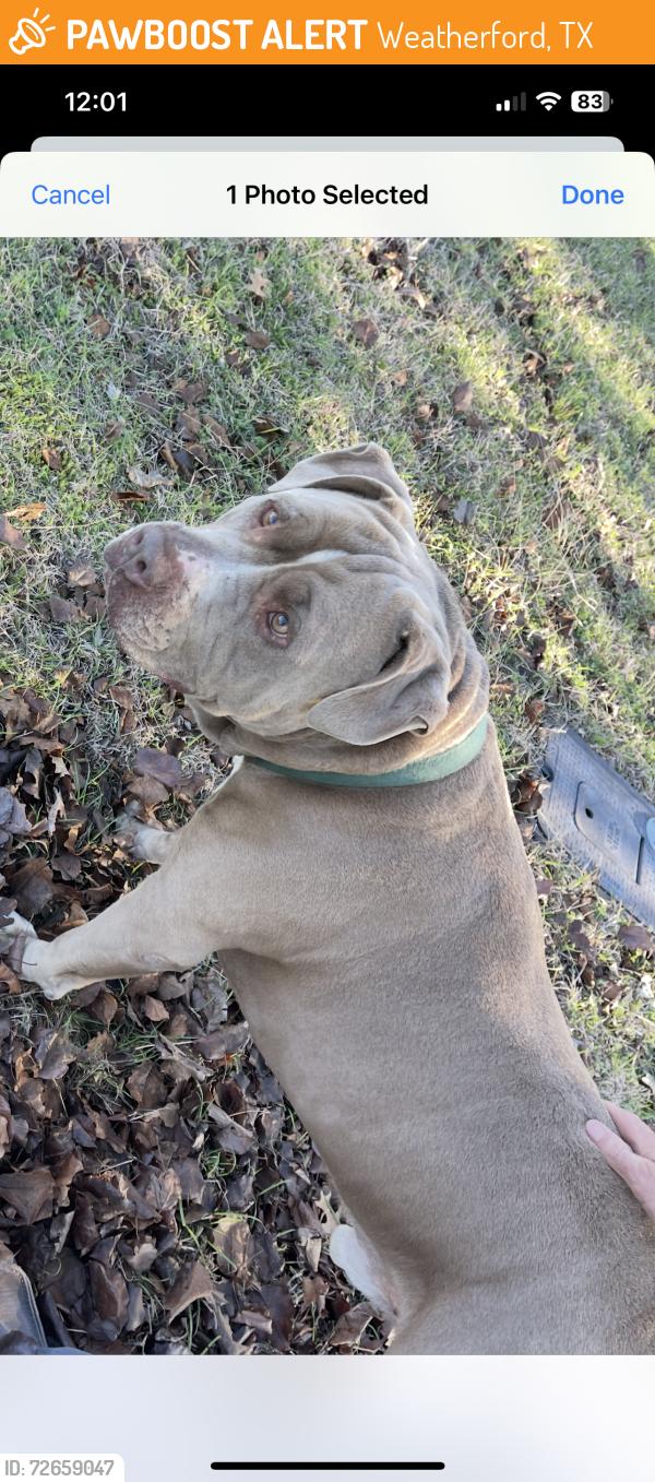 Found/Stray Male Dog last seen Near Miramar cir weatherford Tx 76085, Weatherford, TX 76085