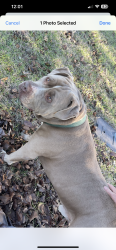 Found/Stray Male Dog last seen Near Miramar cir weatherford Tx 76085, Weatherford, TX 76085