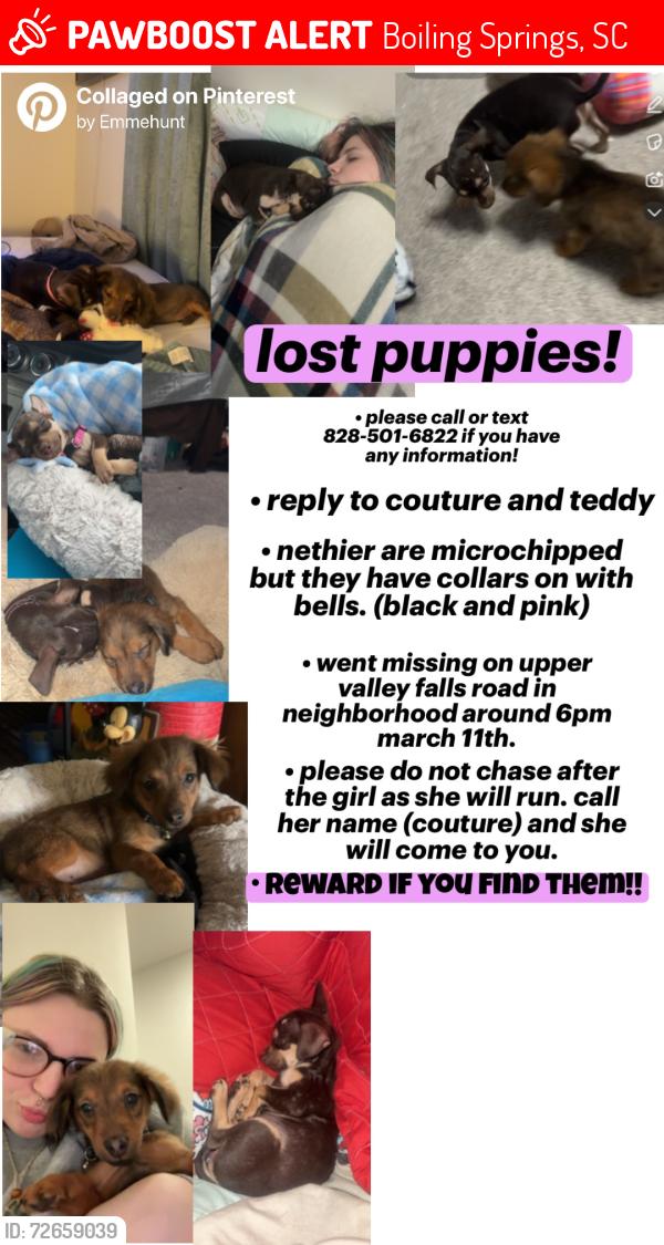 Lost Male Dog last seen upper valley falls rd, Boiling Springs, SC 29316