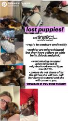 Lost Male Dog last seen upper valley falls rd, Boiling Springs, SC 29316