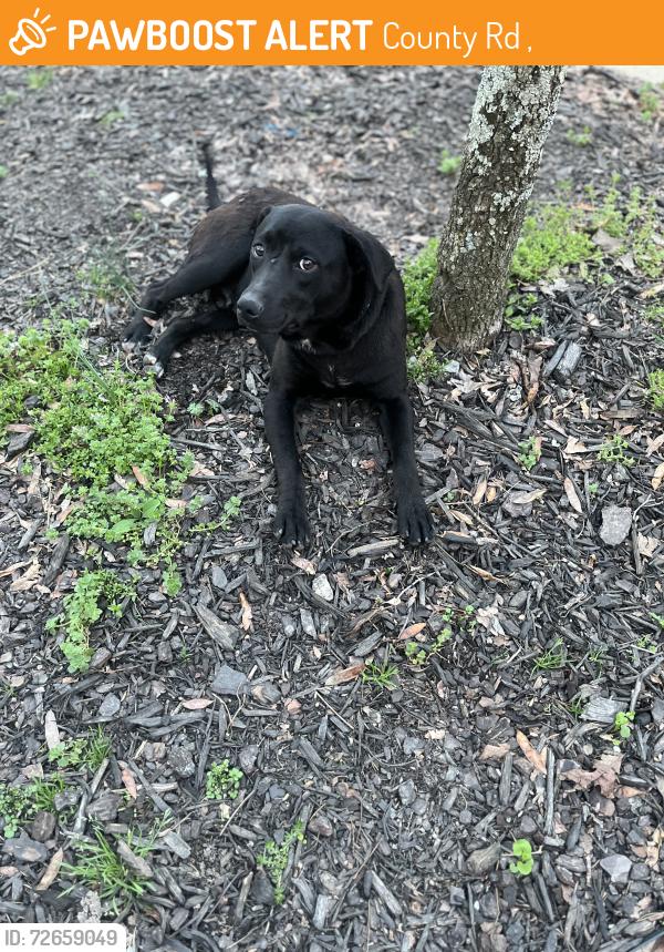 Found/Stray Male Dog last seen County Road 28 Centre Al 35960, County Rd 28,  30124