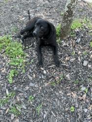 Found/Stray Male Dog last seen County Road 28 Centre Al 35960, County Rd 28,  30124