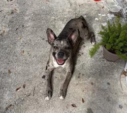 Found/Stray Unknown Dog last seen Dania beach, Dania Beach, FL 33004