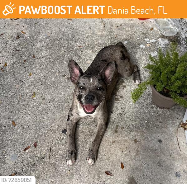 Found/Stray Unknown Dog last seen Dania beach, Dania Beach, FL 33004