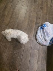 Found/Stray Male Dog last seen Isla Ter Princeton, Princeton, TX 75407