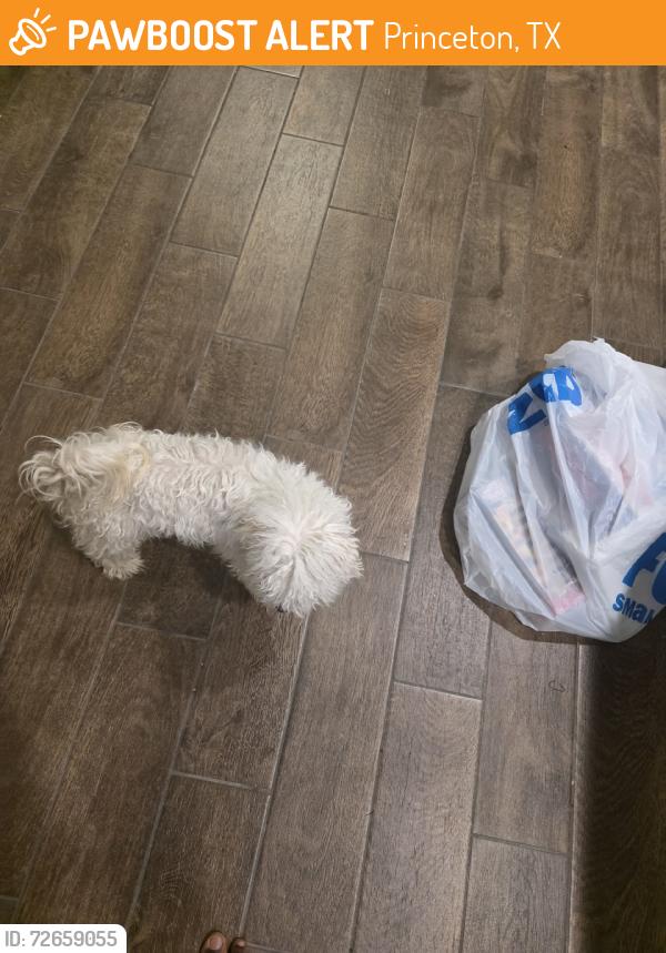 Found/Stray Male Dog last seen Isla Ter Princeton, Princeton, TX 75407