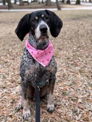Lost Male Dog last seen Avondale , Charleston, SC 29407