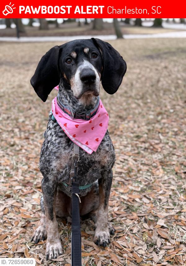 Lost Male Dog last seen Avondale , Charleston, SC 29407
