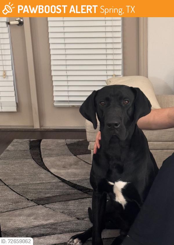 Found/Stray Male Dog last seen Heb gosling rd and FM2920, Spring, TX 77373