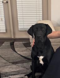 Found/Stray Male Dog last seen Heb gosling rd and FM2920, Spring, TX 77373