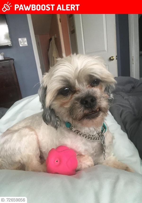 Lost Male Dog last seen Lindbergh dr and woodland ln, Richmond Heights, MO 63117