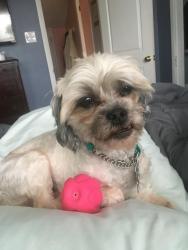 Lost Male Dog last seen Lindbergh dr and woodland ln, Richmond Heights, MO 63117