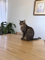 Lost Male Cat last seen Carlisle and Constitution by smiths , Albuquerque, NM 87110