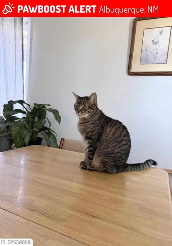 Lost Male Cat last seen Carlisle and Constitution by smiths , Albuquerque, NM 87110
