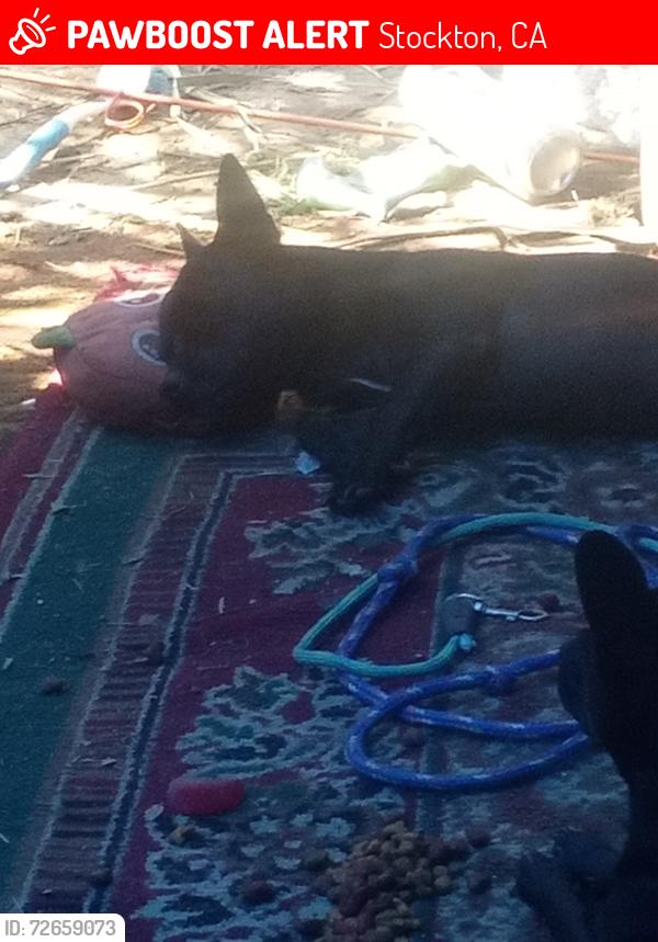 Lost Male Dog last seen brookside, Stockton, CA 95204