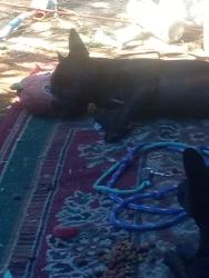 Lost Male Dog last seen brookside, Stockton, CA 95204