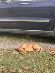 Found/Stray Unknown Dog last seen Coursey blvd , Baton Rouge, LA 70816