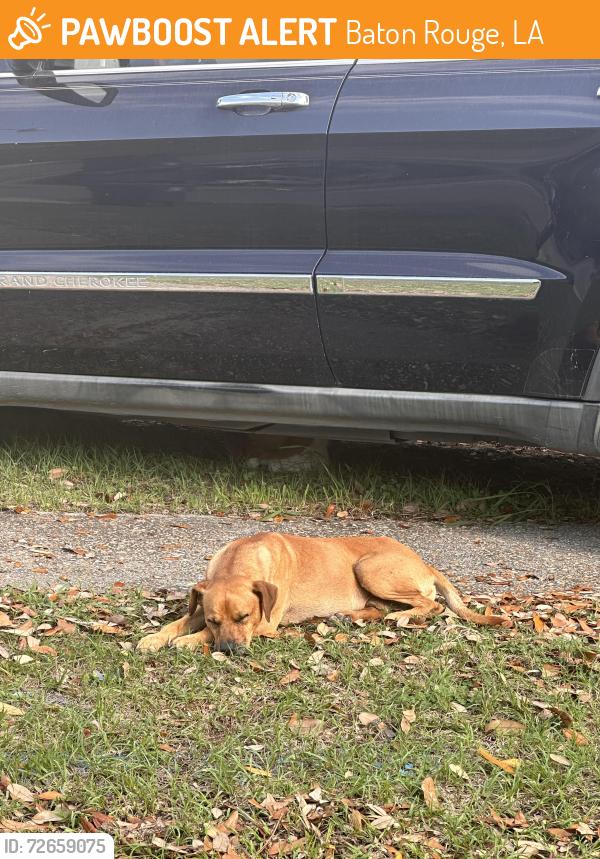Found/Stray Unknown Dog last seen Coursey blvd , Baton Rouge, LA 70816