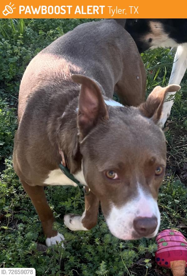 Found/Stray Female Dog last seen On Victory Drive in Tyler TX, Tyler, TX 75701