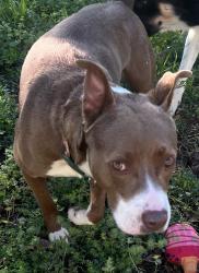 Found/Stray Female Dog last seen On Victory Drive in Tyler TX, Tyler, TX 75701