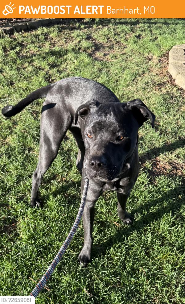 Found/Stray Male Dog last seen Adesa auto auction, Barnhart, MO 63012