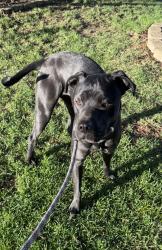 Found/Stray Male Dog last seen Adesa auto auction, Barnhart, MO 63012