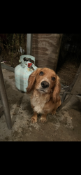 Lost Male Dog last seen Buckeye Rd, Wrightsville, GA 31096