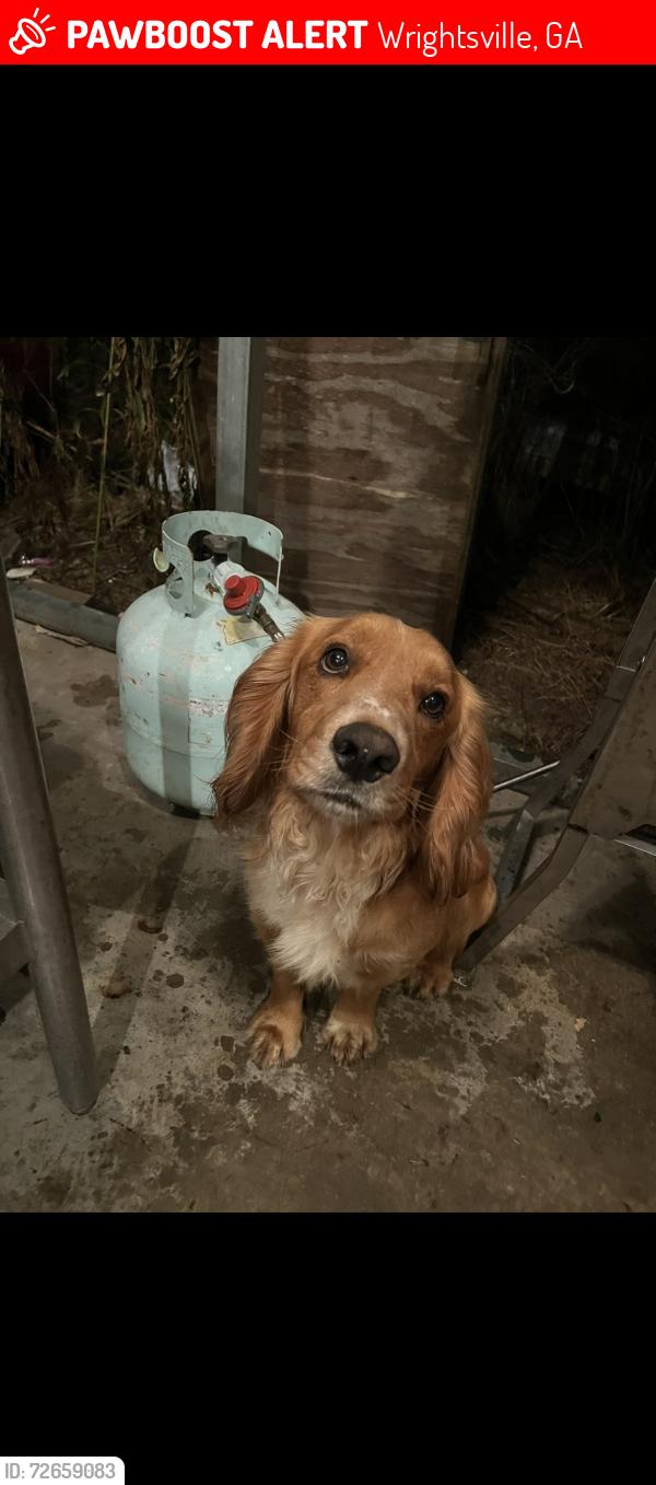 Lost Male Dog last seen Buckeye Rd, Wrightsville, GA 31096