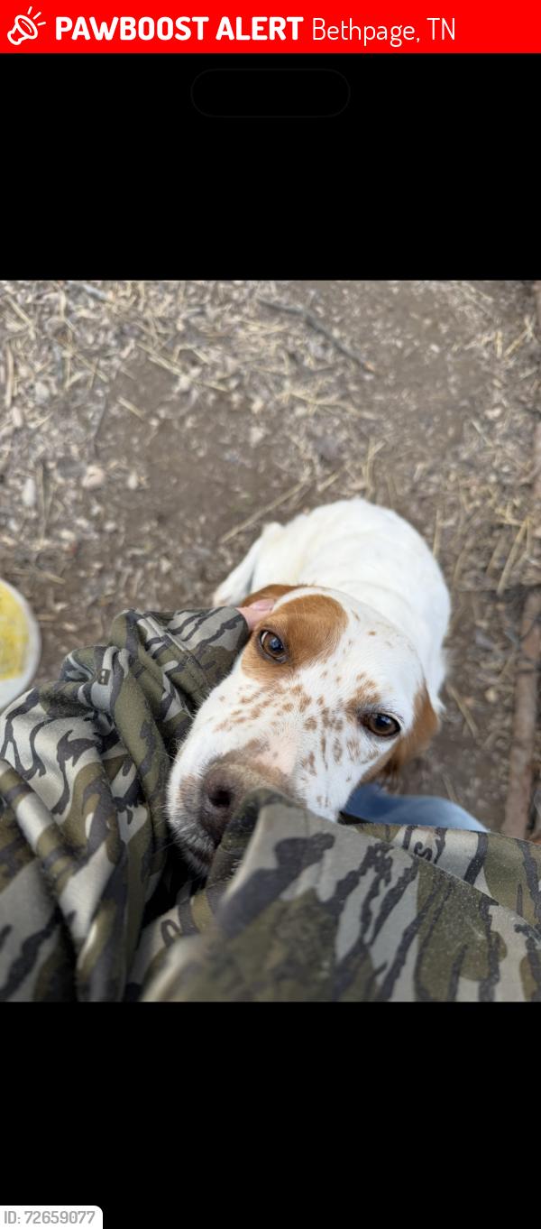 Lost Female Dog last seen Rock bridge rd, Bethpage, TN 37022