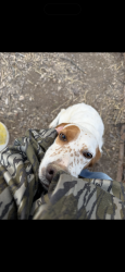 Lost Female Dog last seen Rock bridge rd, Bethpage, TN 37022